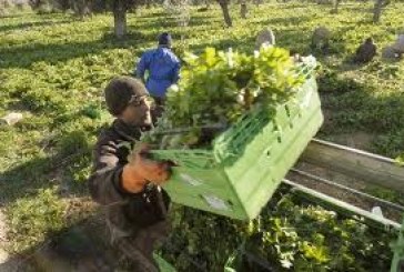 Αγρότες: Παράταση μέχρι 20/2 για δήλωση μεταβολής εργασιών και έκδοση βιβλίων εσόδων-εξόδων. Μέχρι 31/3 δήλωση αποθεμάτων