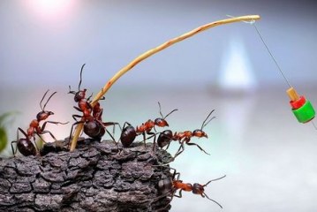 Η φιλοσοφία του μυρμηγκιού