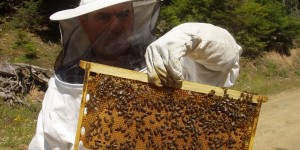 68 εκπαιδευτικά προγράμματα μελισσοκόμων