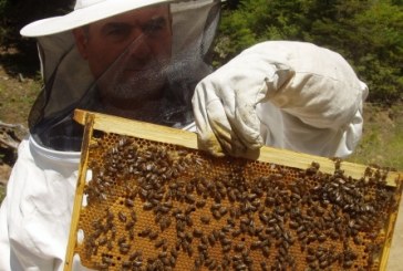 68 εκπαιδευτικά προγράμματα μελισσοκόμων ανακοίνωσε το Υπουργείο Αγροτικής Ανάπτυξης