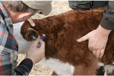 Πρόγραμμα εκρίζωσης της βρουκέλλωσης των βοοειδών