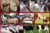 Μετάθεση στην ημερομηνία υποβολής των αιτήσεων στη πρόσκληση της βιολογικής κτηνοτροφίας