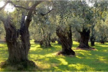 Άμεση λύση στα προβλήματα των ελαιοπαραγωγών της Κρήτης